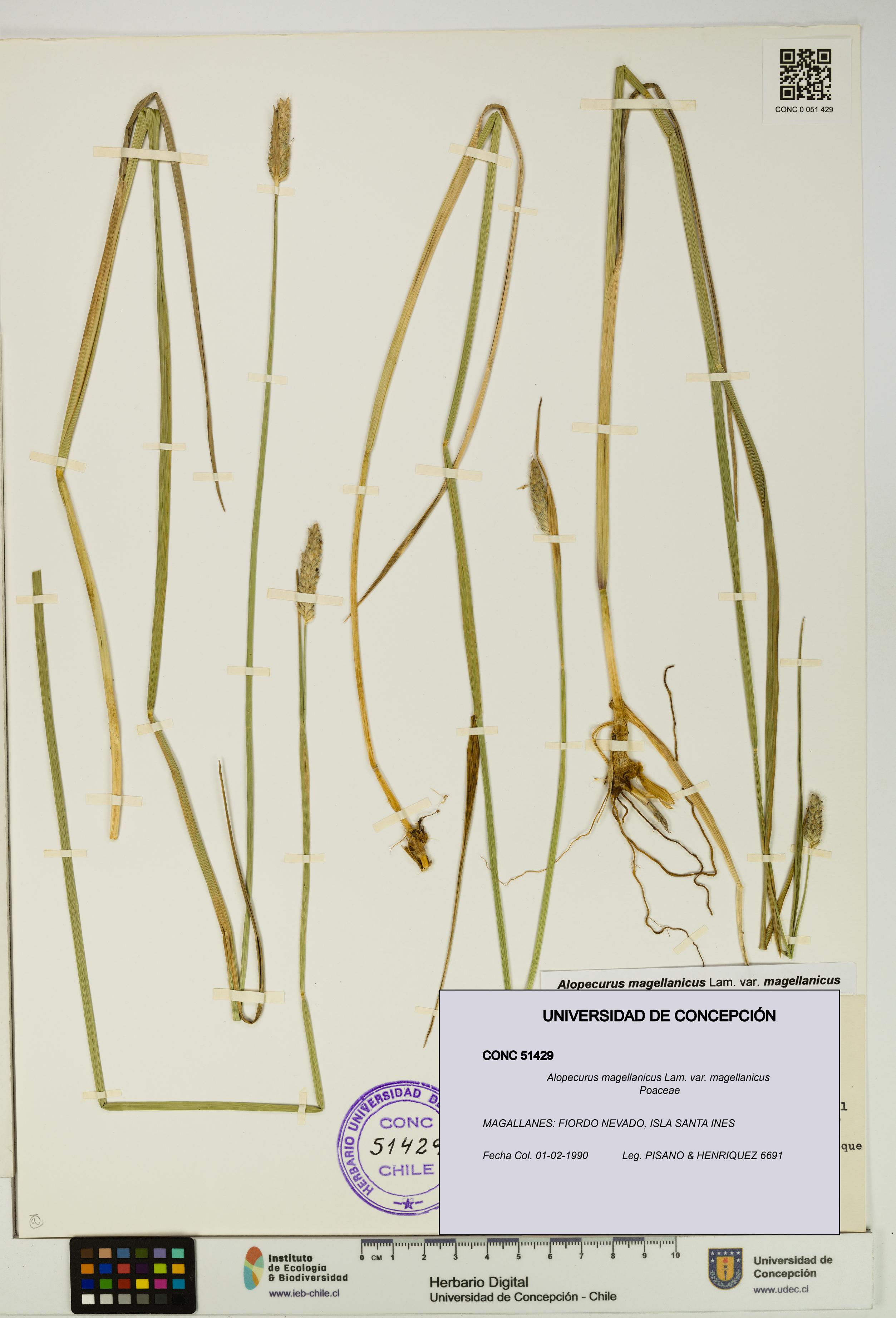 Alopecurus magellanicus var. magellanicus [Espécimen: UDEC:CONC:0051429]