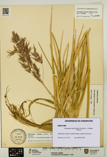 Nicoraepoa robusta [Espécimen: UDEC:CONC:0051463]