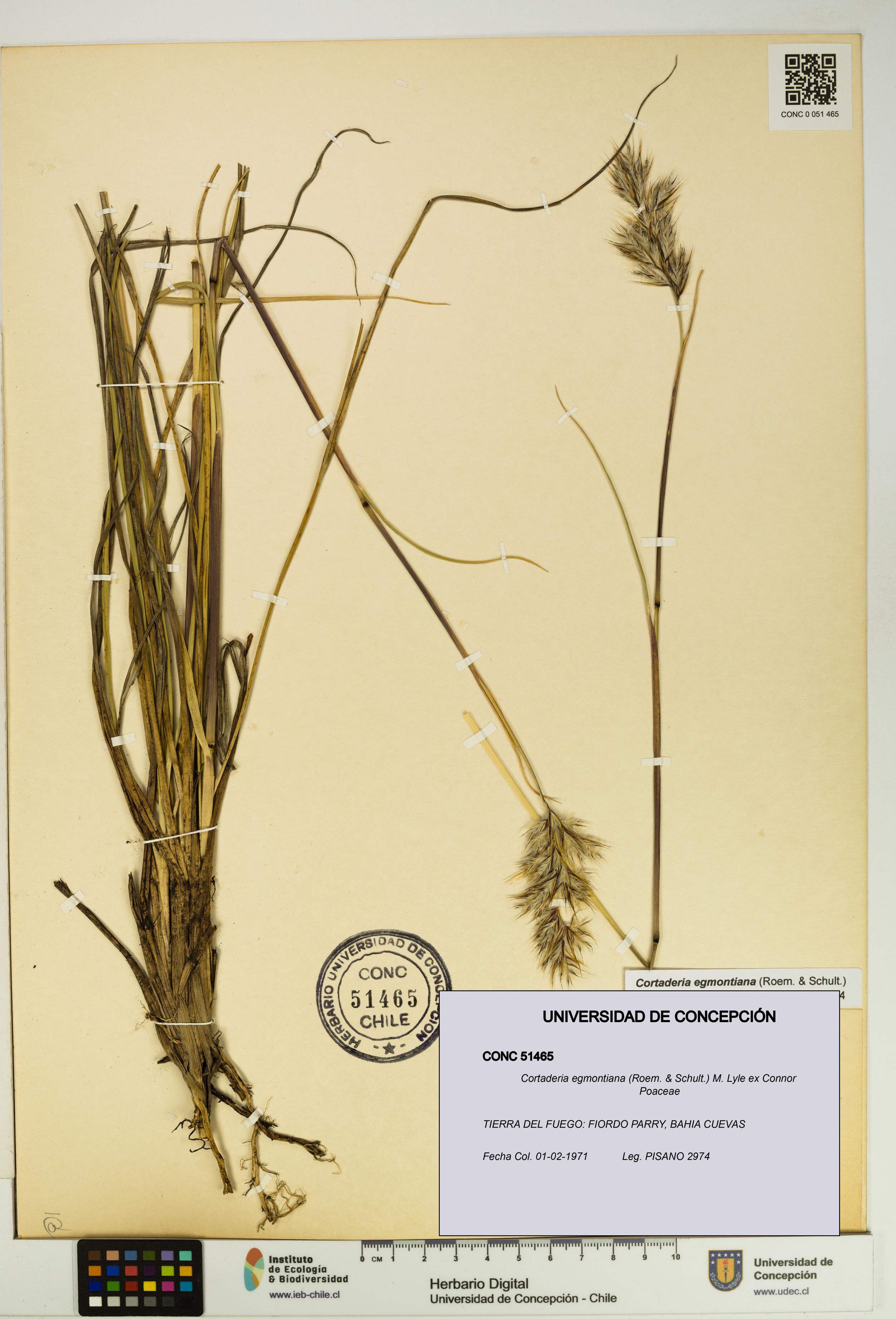 Cortaderia egmontiana [Espécimen: UDEC:CONC:0051465]