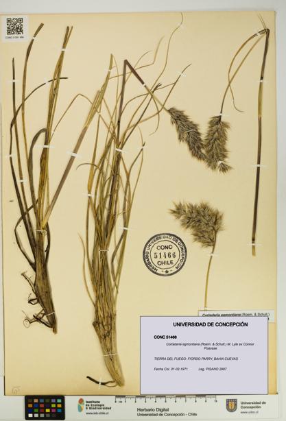 Cortaderia egmontiana [Espécimen: UDEC:CONC:0051466]