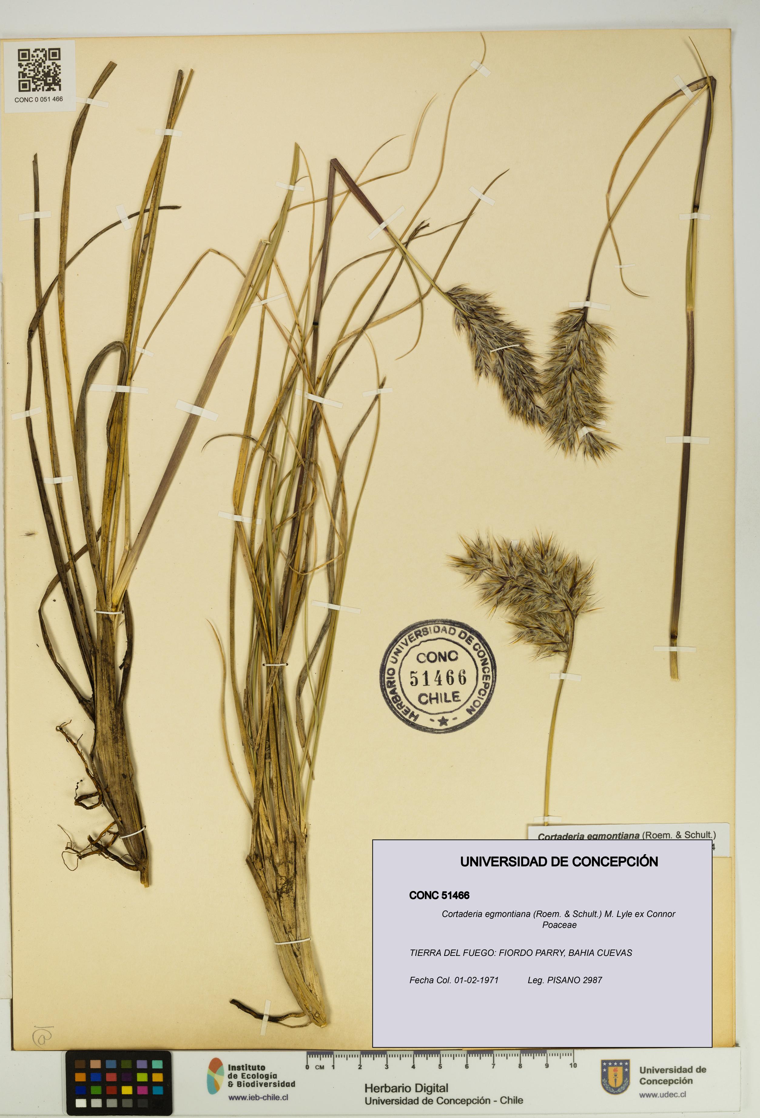 Cortaderia egmontiana [Espécimen: UDEC:CONC:0051466]