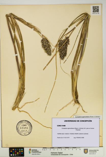 Cortaderia egmontiana [Espécimen: UDEC:CONC:0051480]
