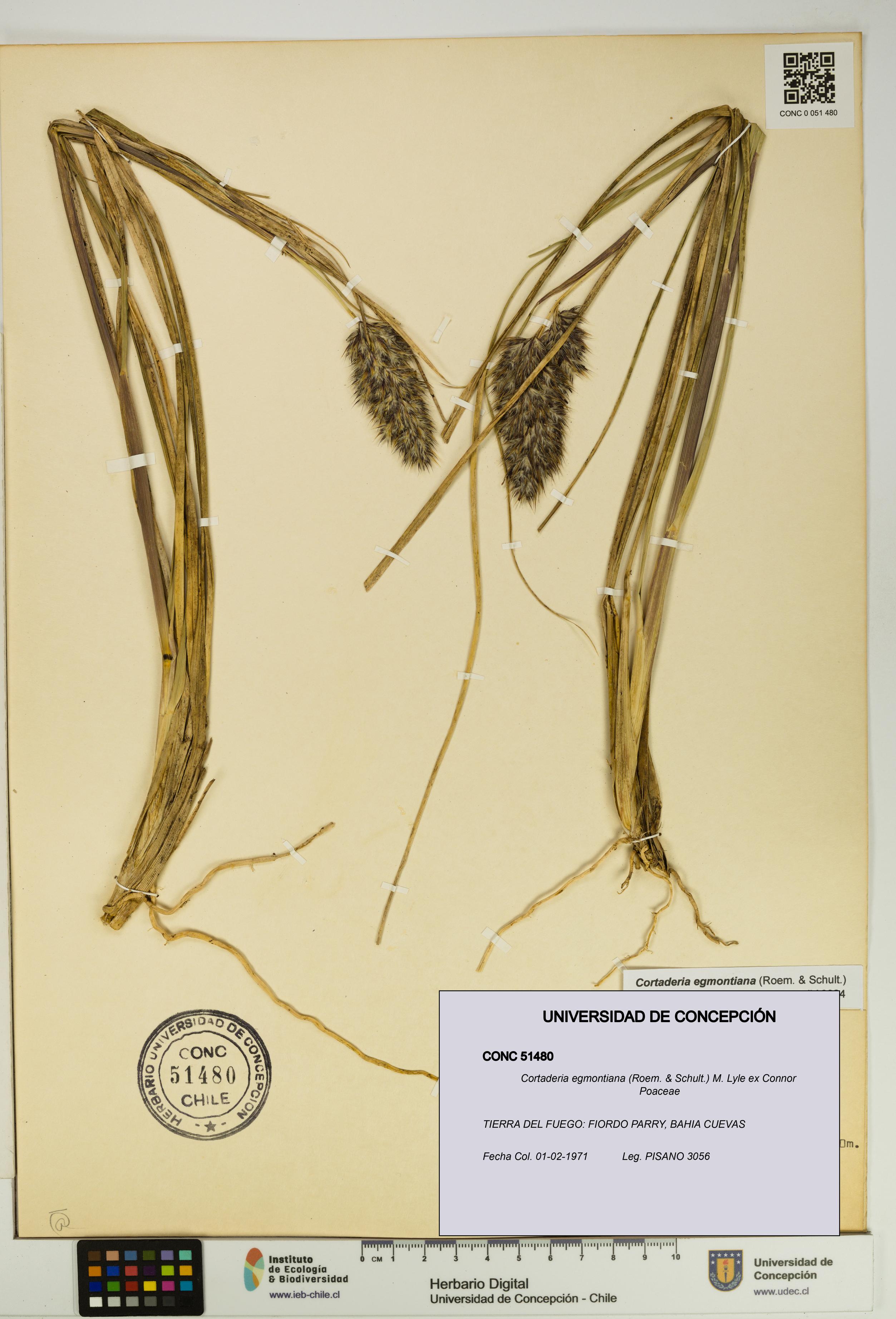 Cortaderia egmontiana [Espécimen: UDEC:CONC:0051480]