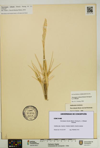 Nicoraepoa robusta [Espécimen: UDEC:CONC:0051485]