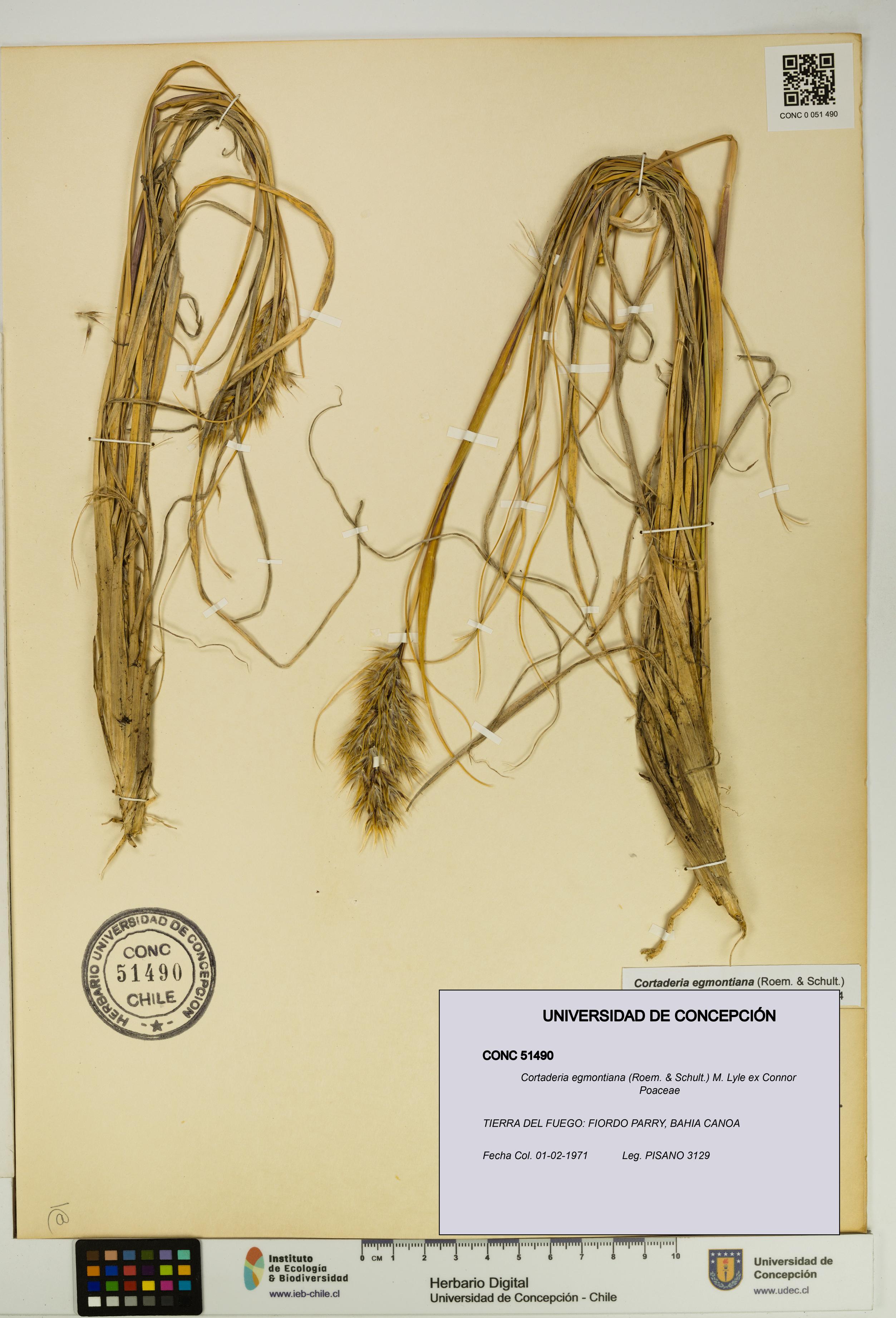 Cortaderia egmontiana [Espécimen: UDEC:CONC:0051490]