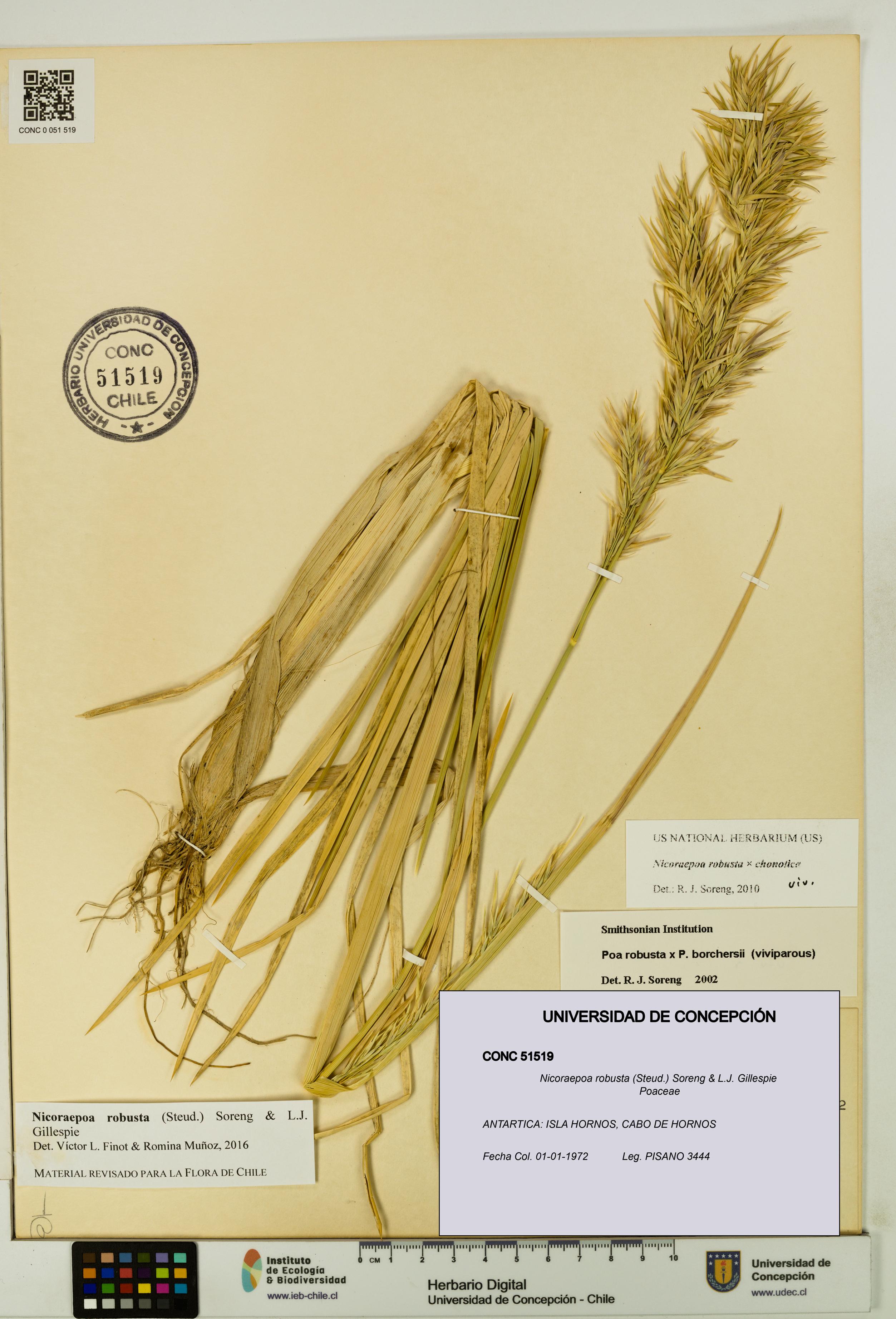 Nicoraepoa robusta [Espécimen: UDEC:CONC:0051519]