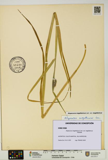 Alopecurus magellanicus var. magellanicus [Espécimen: UDEC:CONC:0051520]