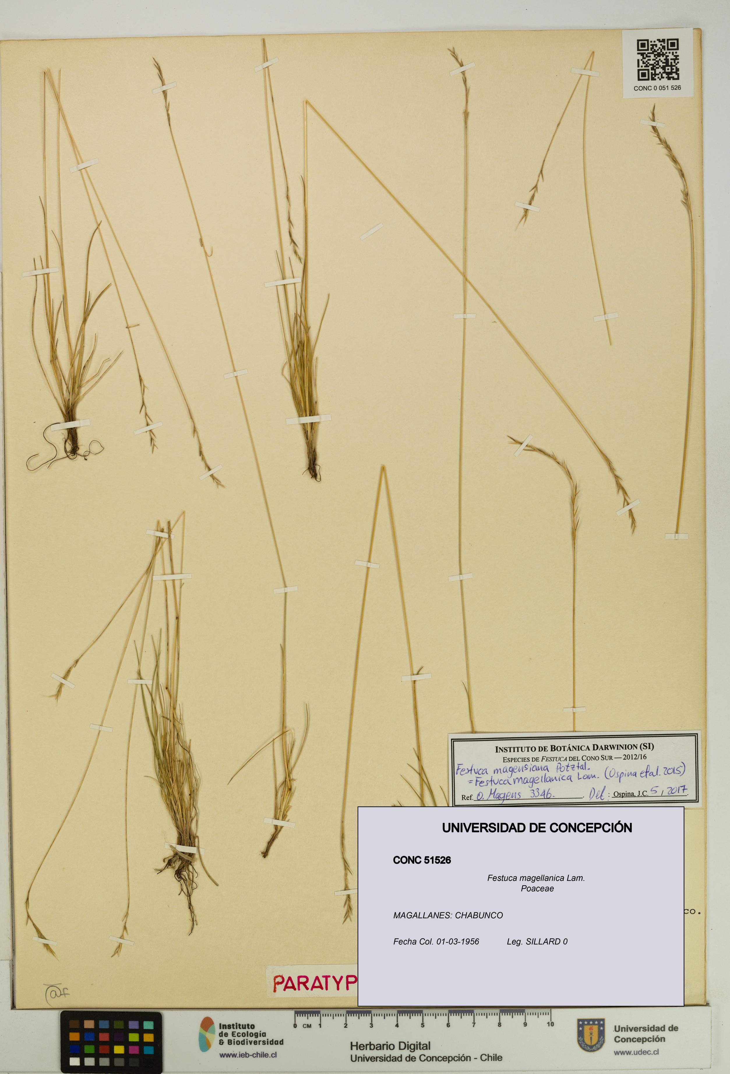 Festuca magellanica [Espécimen: UDEC:CONC:0051526]