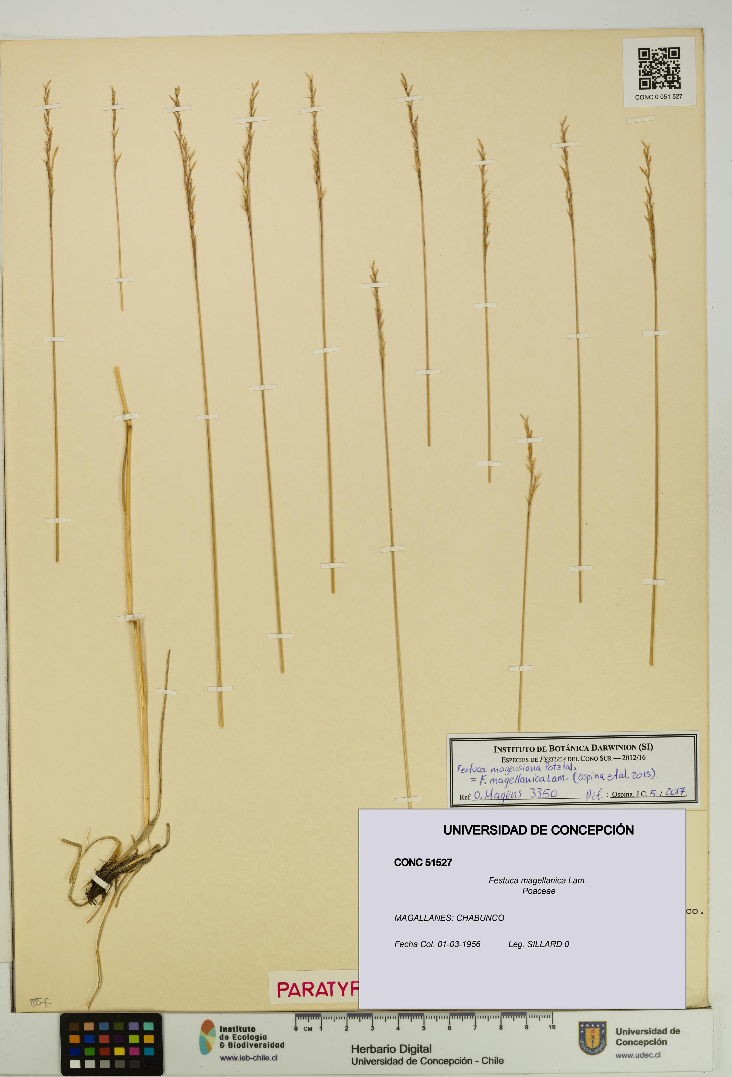 Festuca magellanica [Espécimen: UDEC:CONC:0051527]