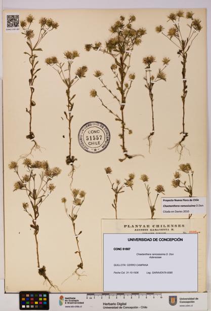 Chaetanthera ramosissima [Espécimen: UDEC:CONC:0051557]