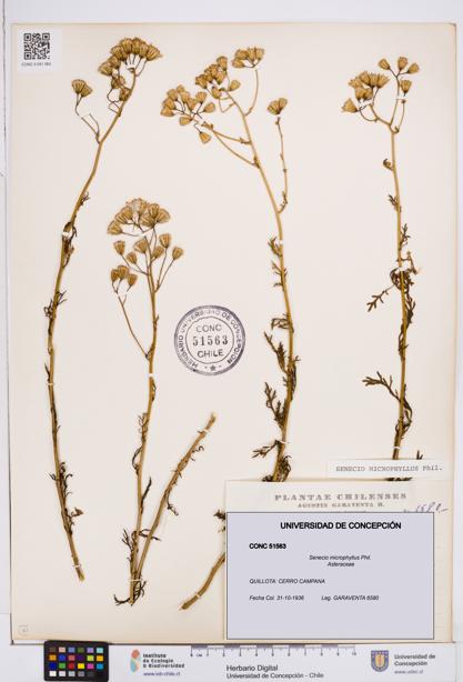 Senecio microphyllus [Espécimen: ]