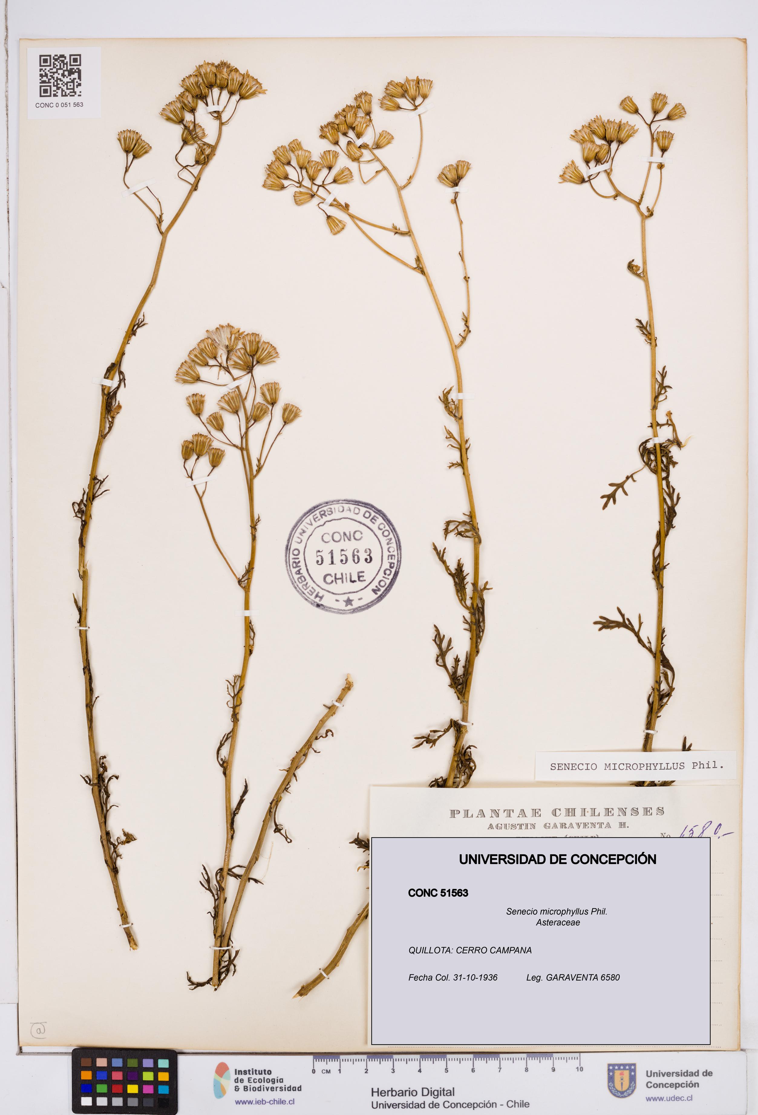 Senecio microphyllus [Espécimen: ]