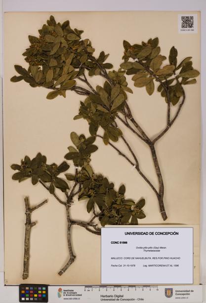 Ovidia pillo-pillo [Espécimen: UDEC:CONC:0051566]