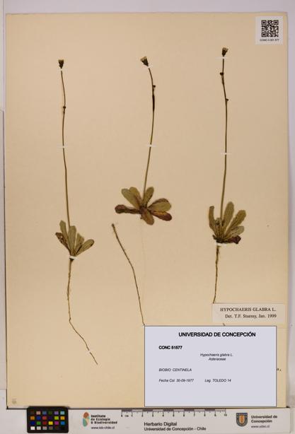 Hypochaeris glabra [Espécimen: UDEC:CONC:0051577]
