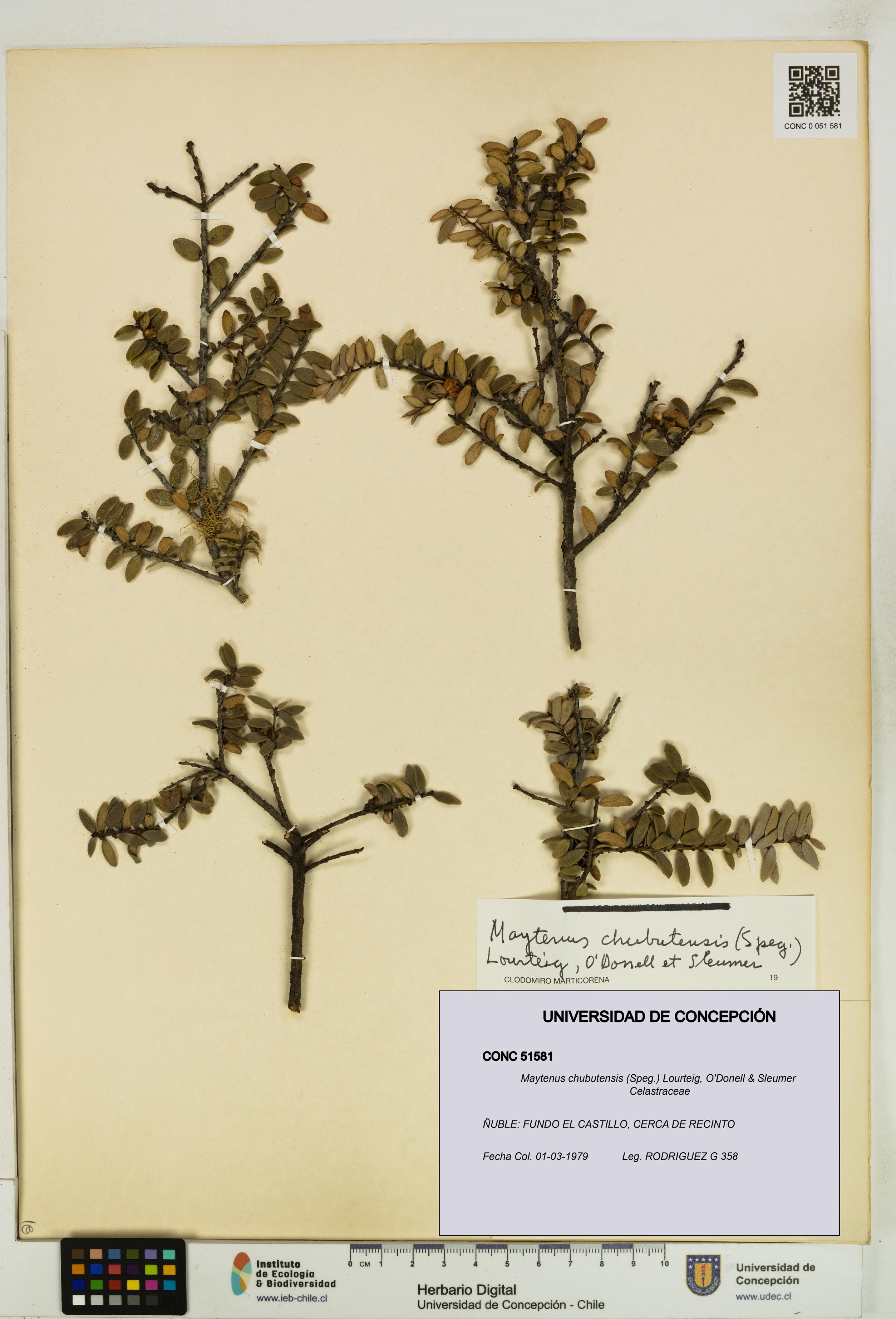 Maytenus chubutensis [Espécimen: UDEC:CONC:0051581]