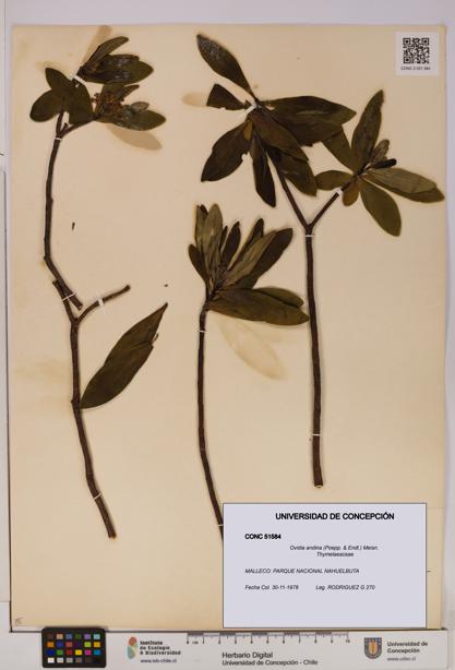 Ovidia andina [Espécimen: UDEC:CONC:0051584]