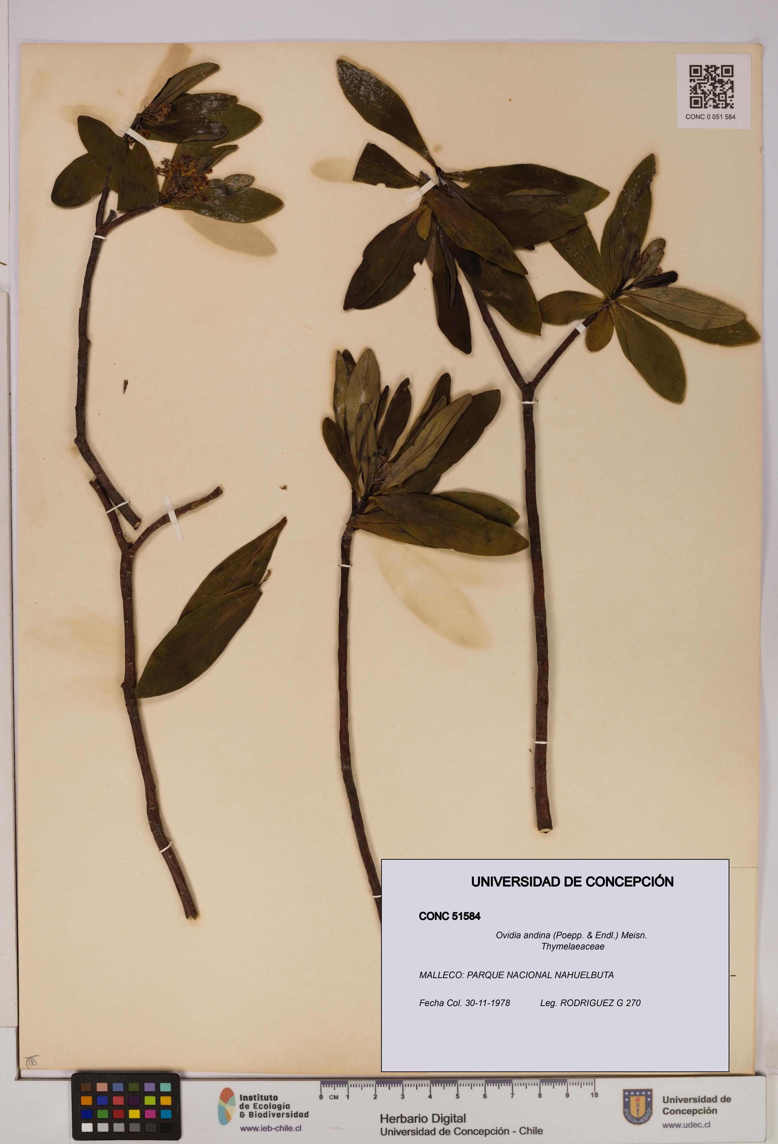 Ovidia andina [Espécimen: UDEC:CONC:0051584]