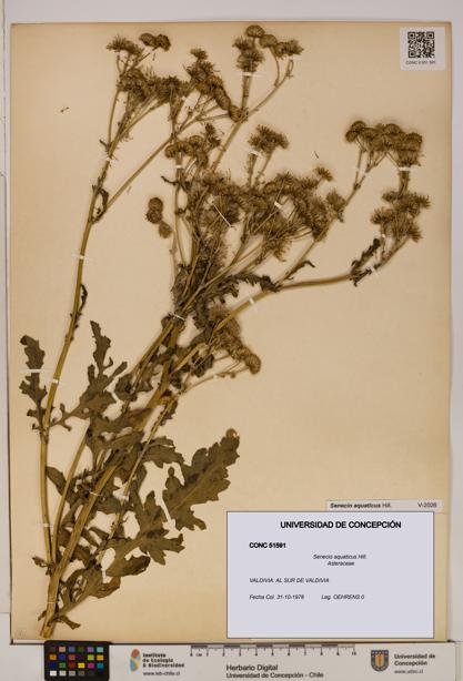 Senecio aquaticus [Espécimen: UDEC:CONC:0051591]
