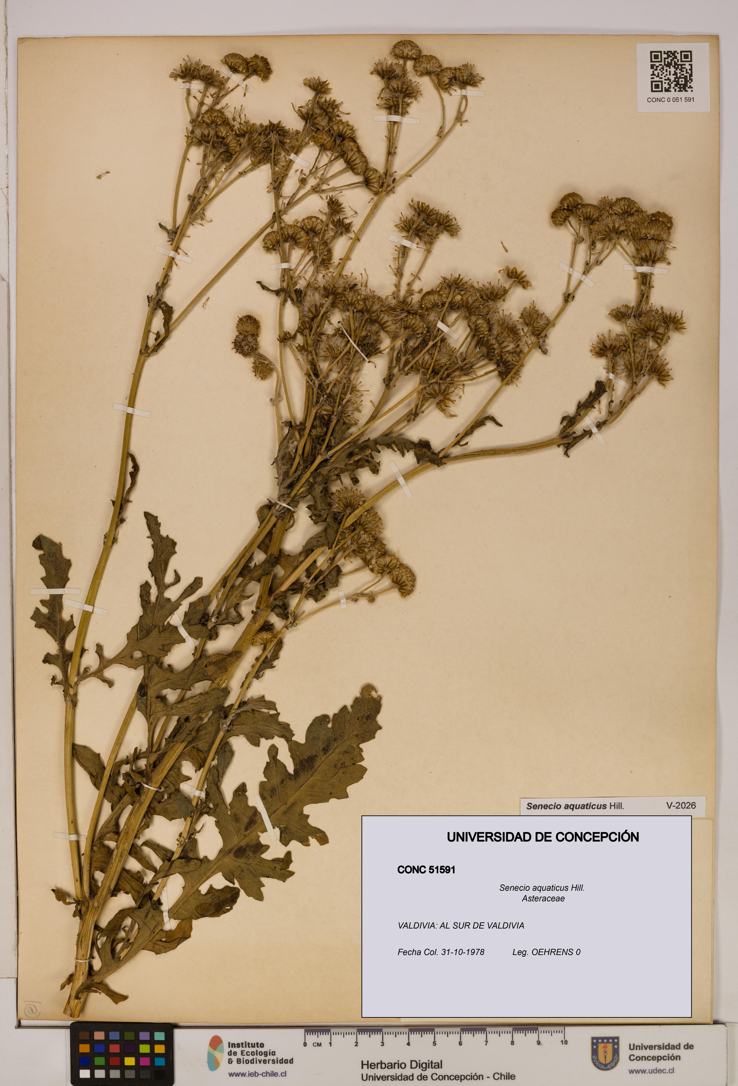 Senecio aquaticus [Espécimen: UDEC:CONC:0051591]