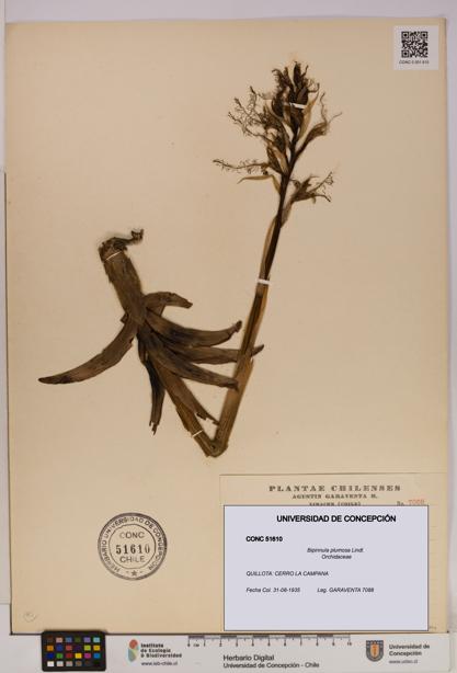 Bipinnula plumosa [Espécimen: UDEC:CONC:0051610]