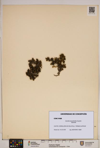 Azorella lycopodioides [Espécimen: ]