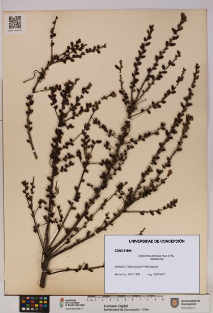 Myoschilos oblongus [Espécimen: UDEC:CONC:0051694]