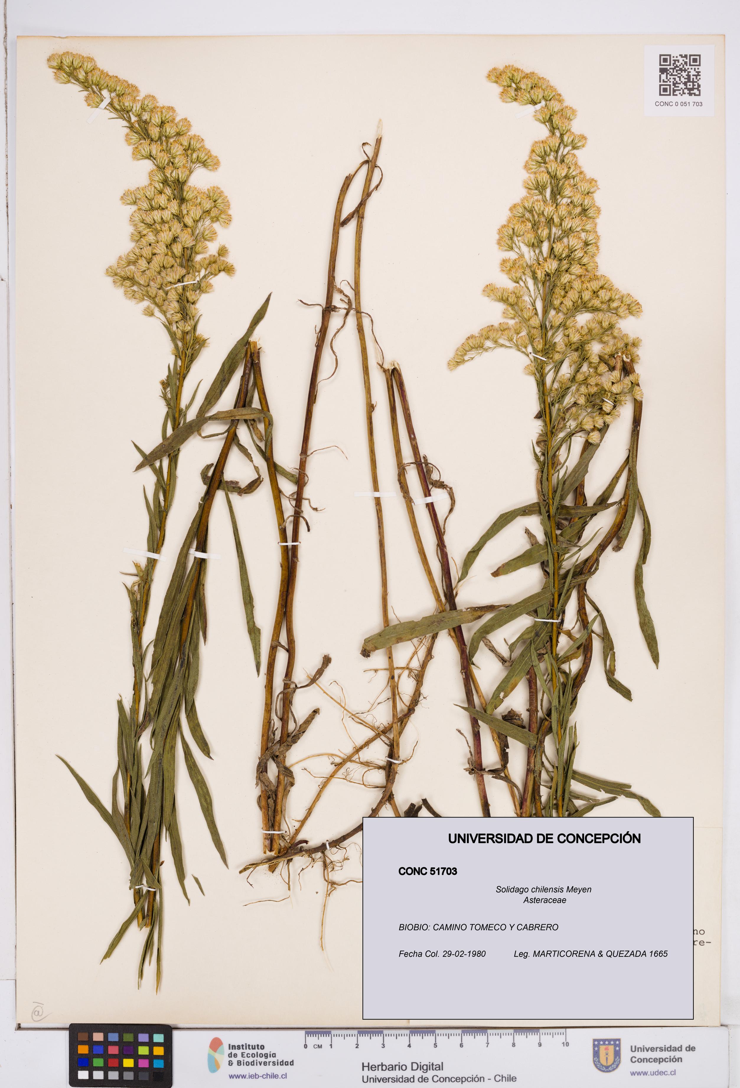 Solidago chilensis [Espécimen: ]