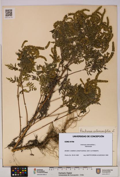 Ambrosia artemisiifolia [Espécimen: UDEC:CONC:0051704]