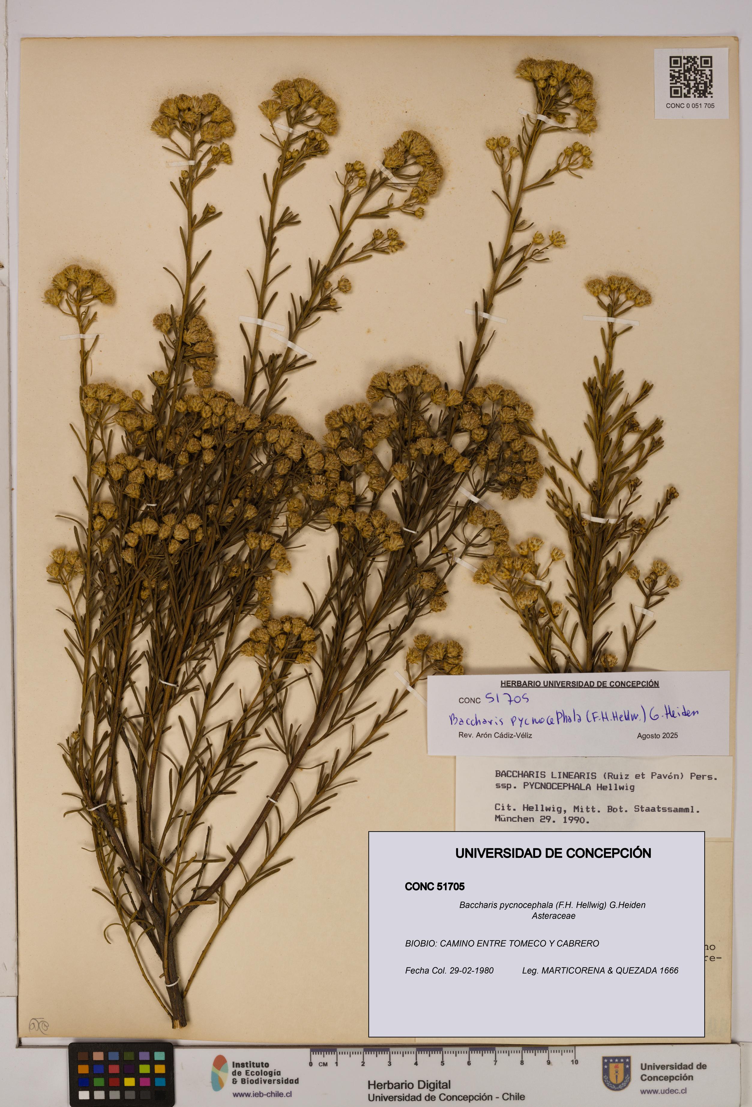 Baccharis pycnocephala [Espécimen: UDEC:CONC:0051705]