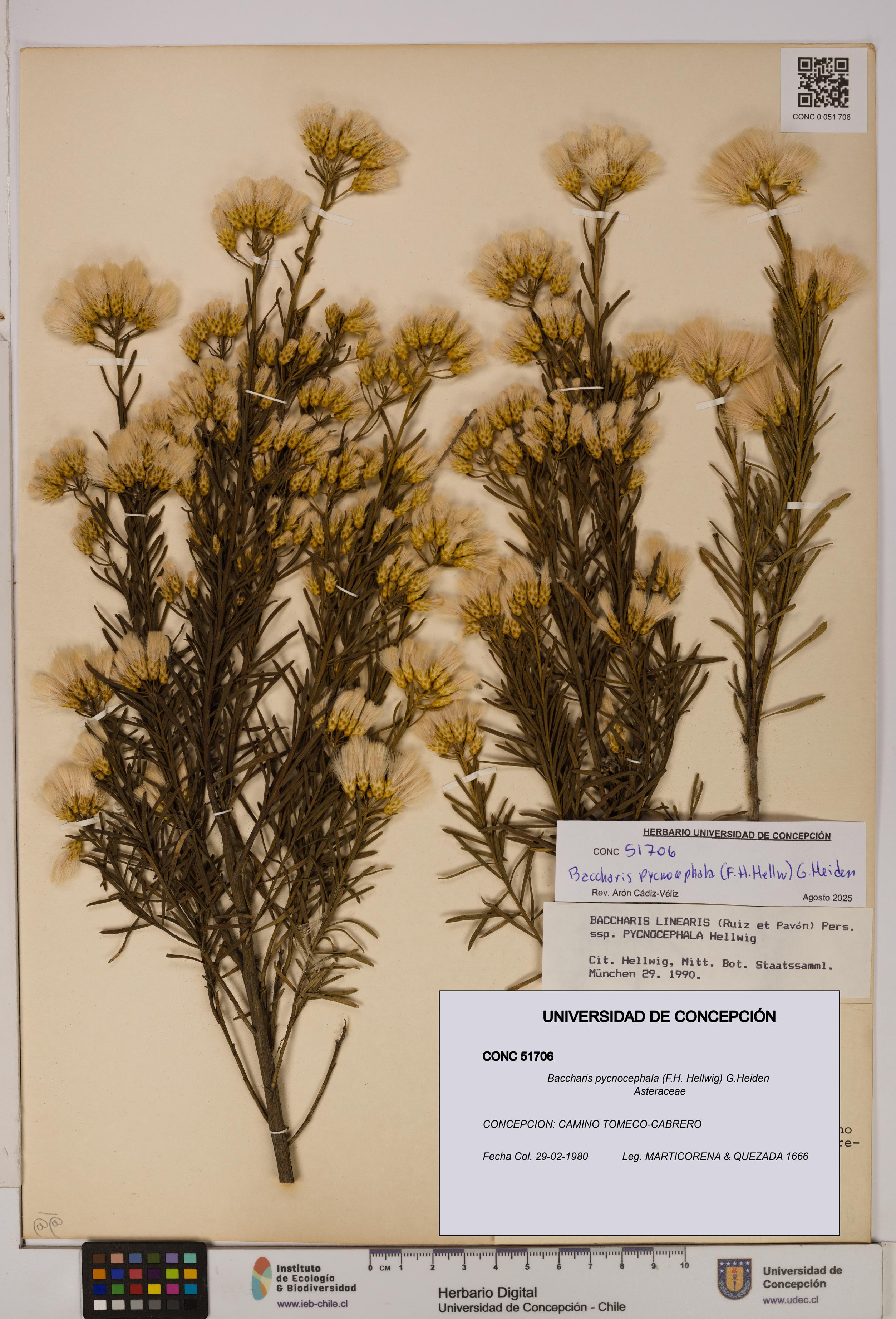 Baccharis pycnocephala [Espécimen: UDEC:CONC:0051706]