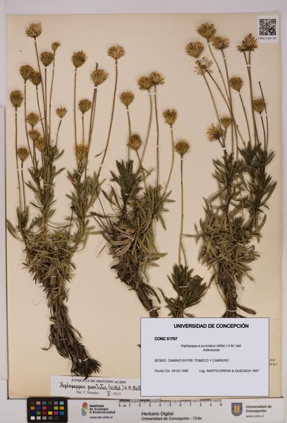 Haplopappus punctatus [Espécimen: UDEC:CONC:0051707]