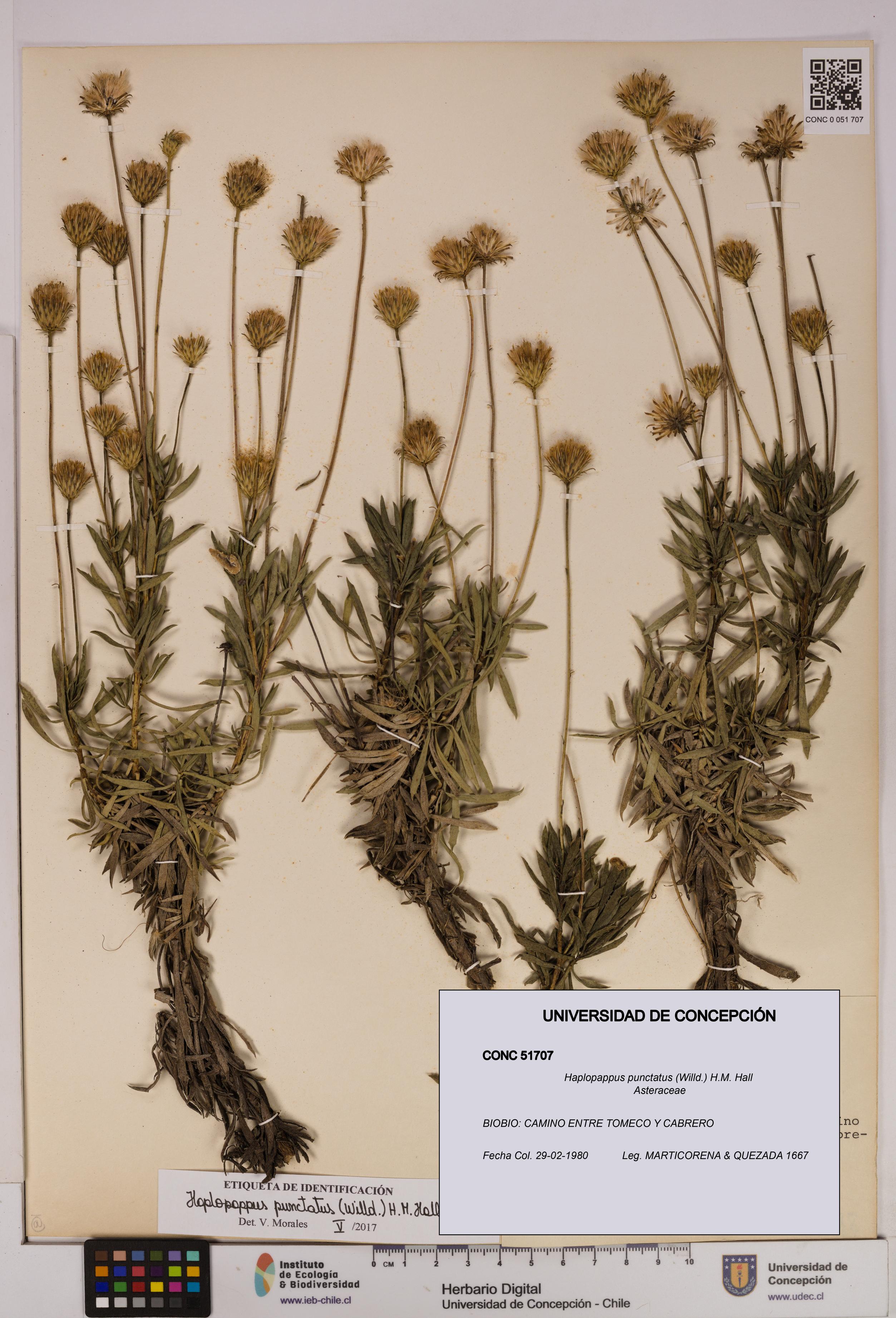 Haplopappus punctatus [Espécimen: UDEC:CONC:0051707]
