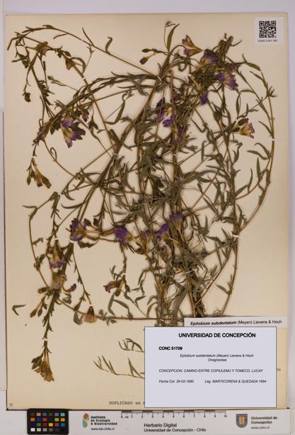 Epilobium subdentatum [Espécimen: UDEC:CONC:0051709]