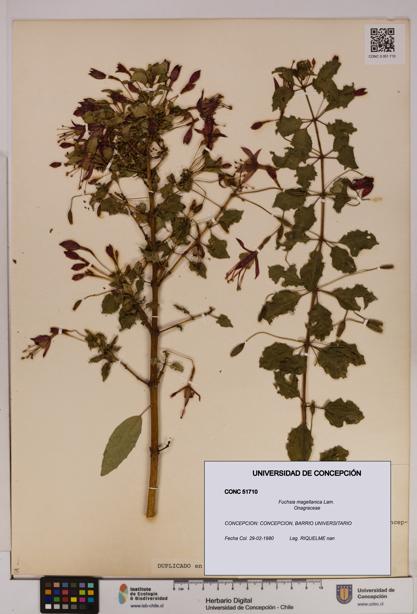 Fuchsia magellanica [Espécimen: UDEC:CONC:0051710]