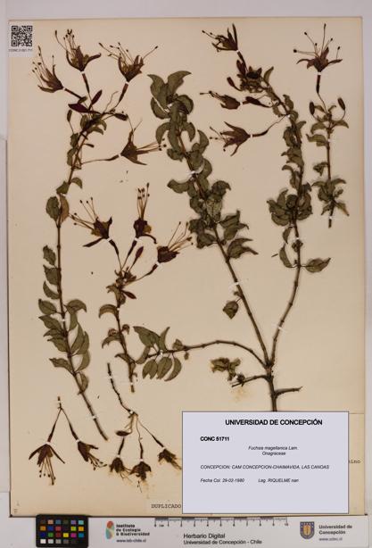 Fuchsia magellanica [Espécimen: UDEC:CONC:0051711]