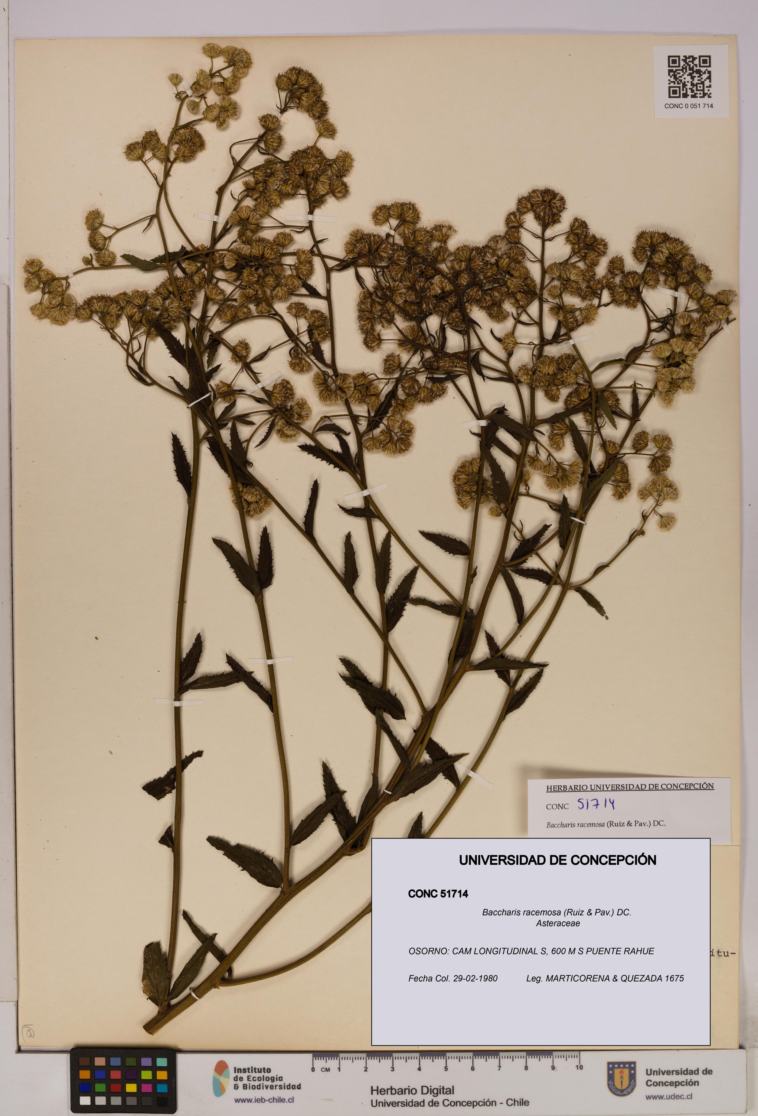 Baccharis racemosa [Espécimen: UDEC:CONC:0051714]