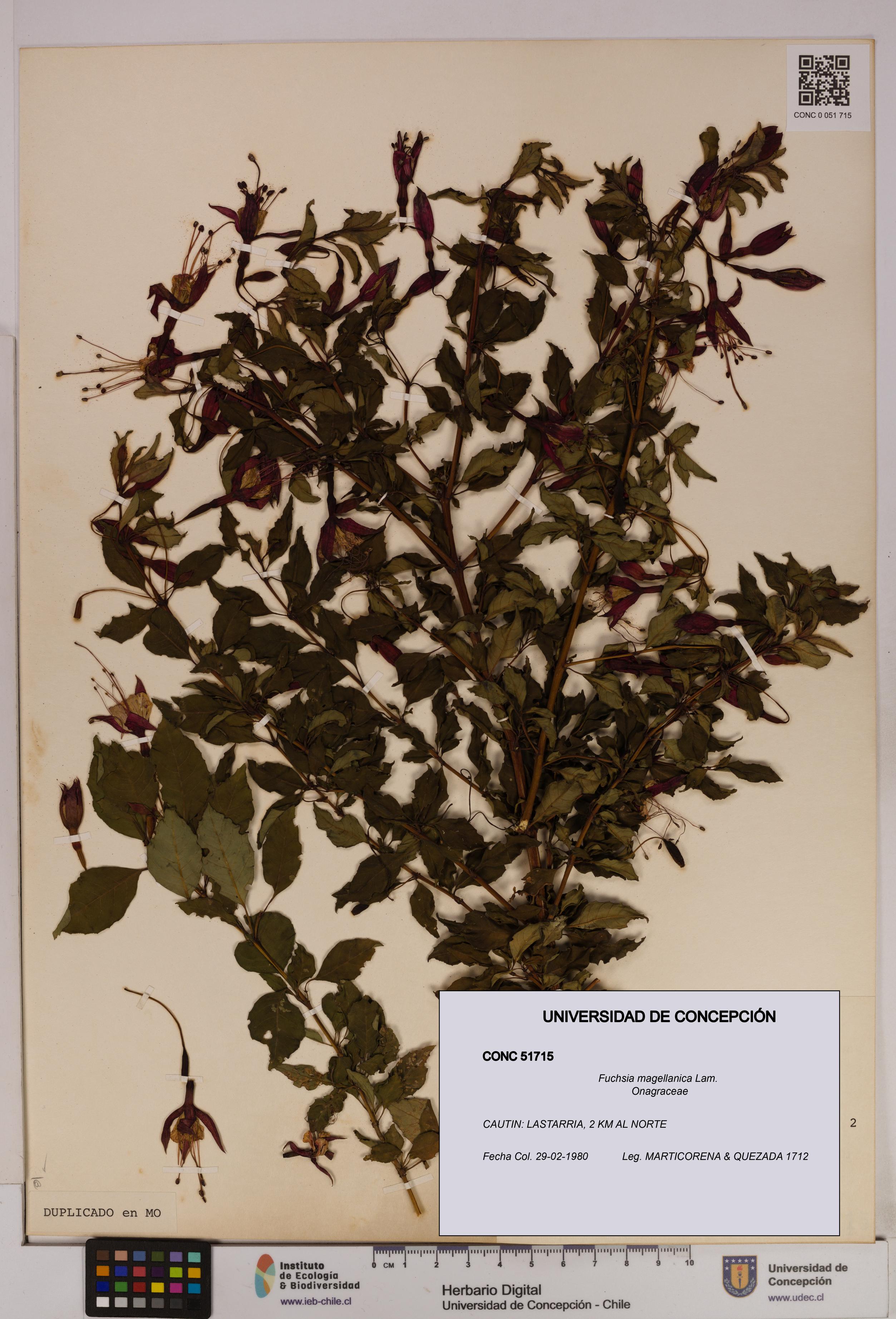 Fuchsia magellanica [Espécimen: UDEC:CONC:0051715]