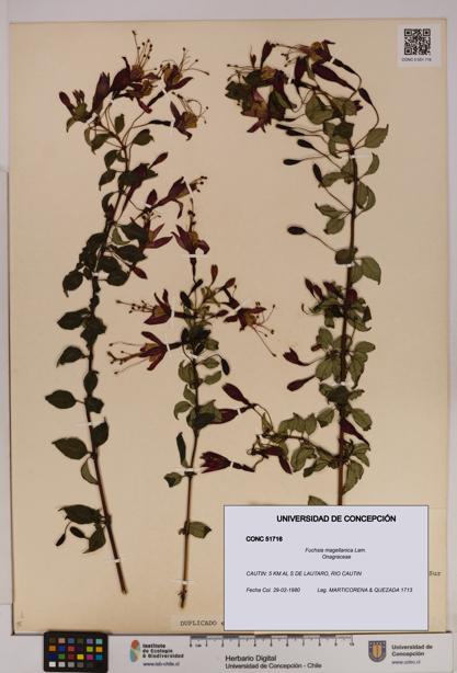 Fuchsia magellanica [Espécimen: UDEC:CONC:0051716]