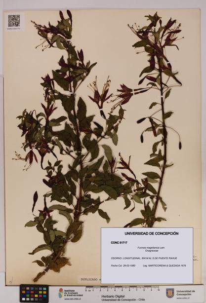 Fuchsia magellanica [Espécimen: UDEC:CONC:0051717]