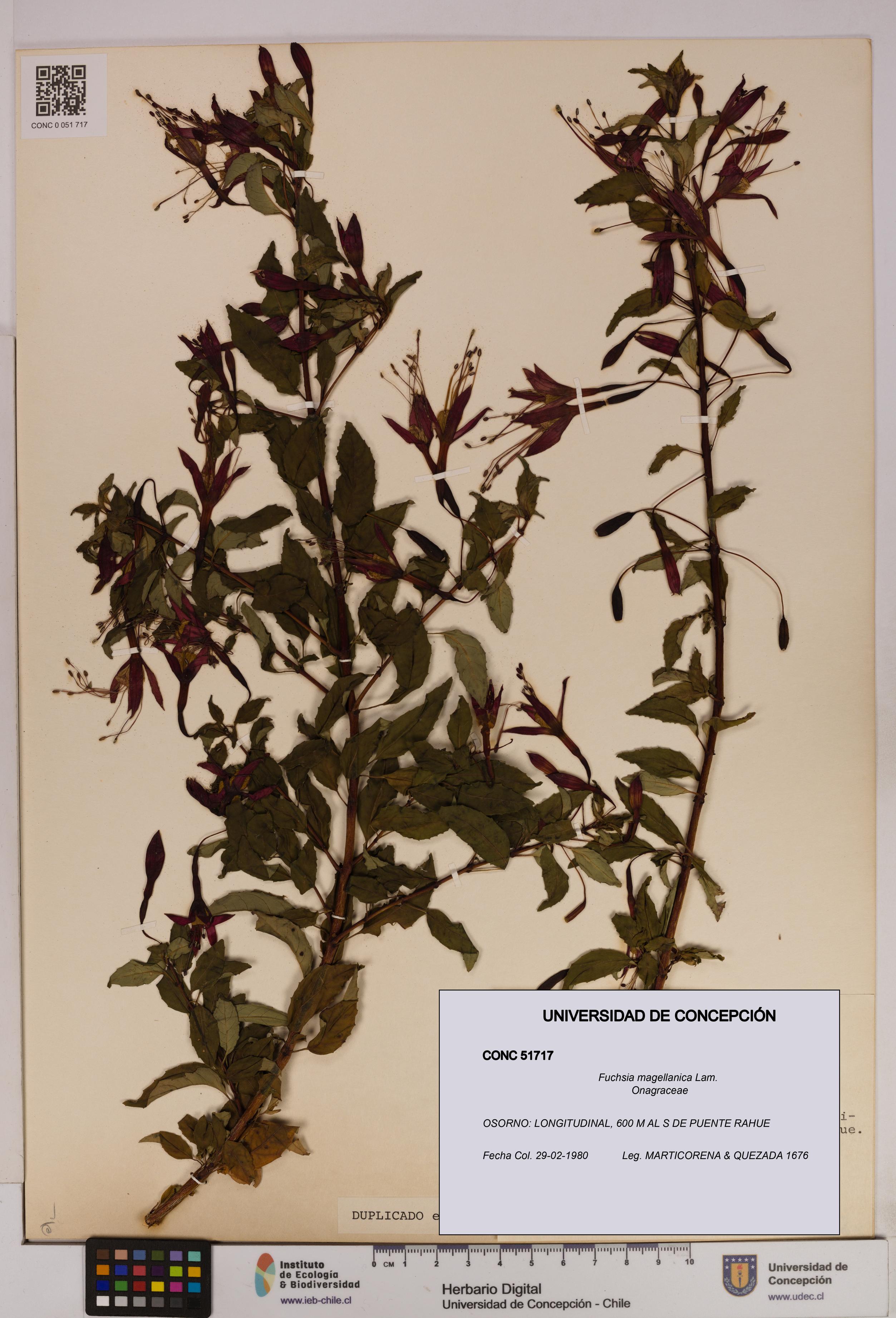 Fuchsia magellanica [Espécimen: UDEC:CONC:0051717]