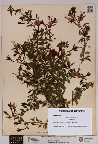 Fuchsia magellanica [Espécimen: UDEC:CONC:0051718]