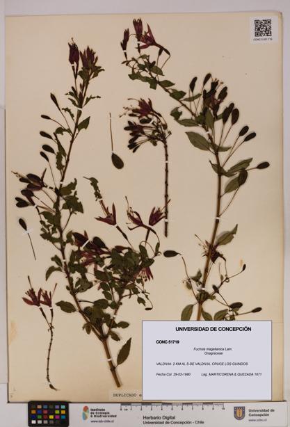Fuchsia magellanica [Espécimen: UDEC:CONC:0051719]