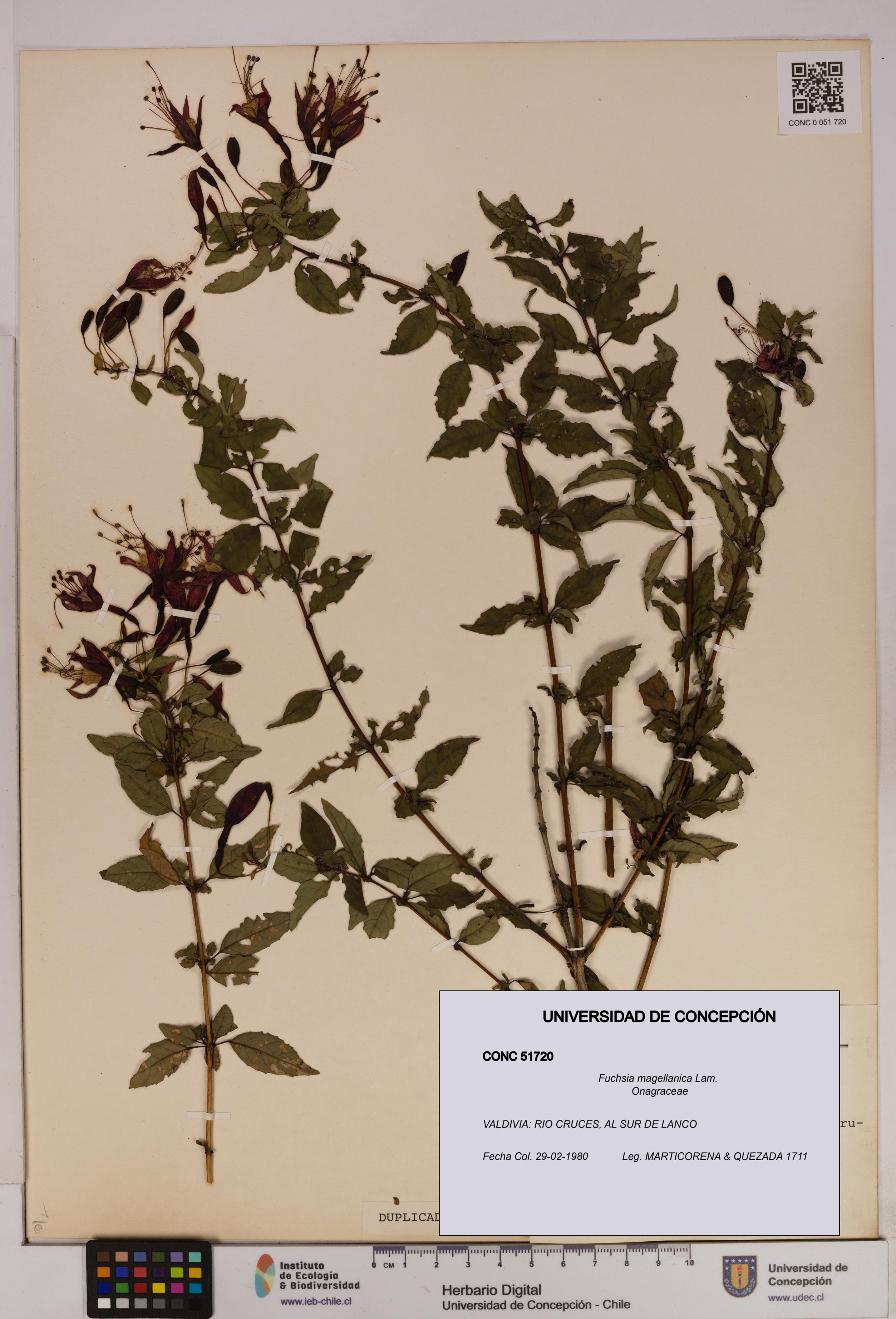 Fuchsia magellanica [Espécimen: UDEC:CONC:0051720]