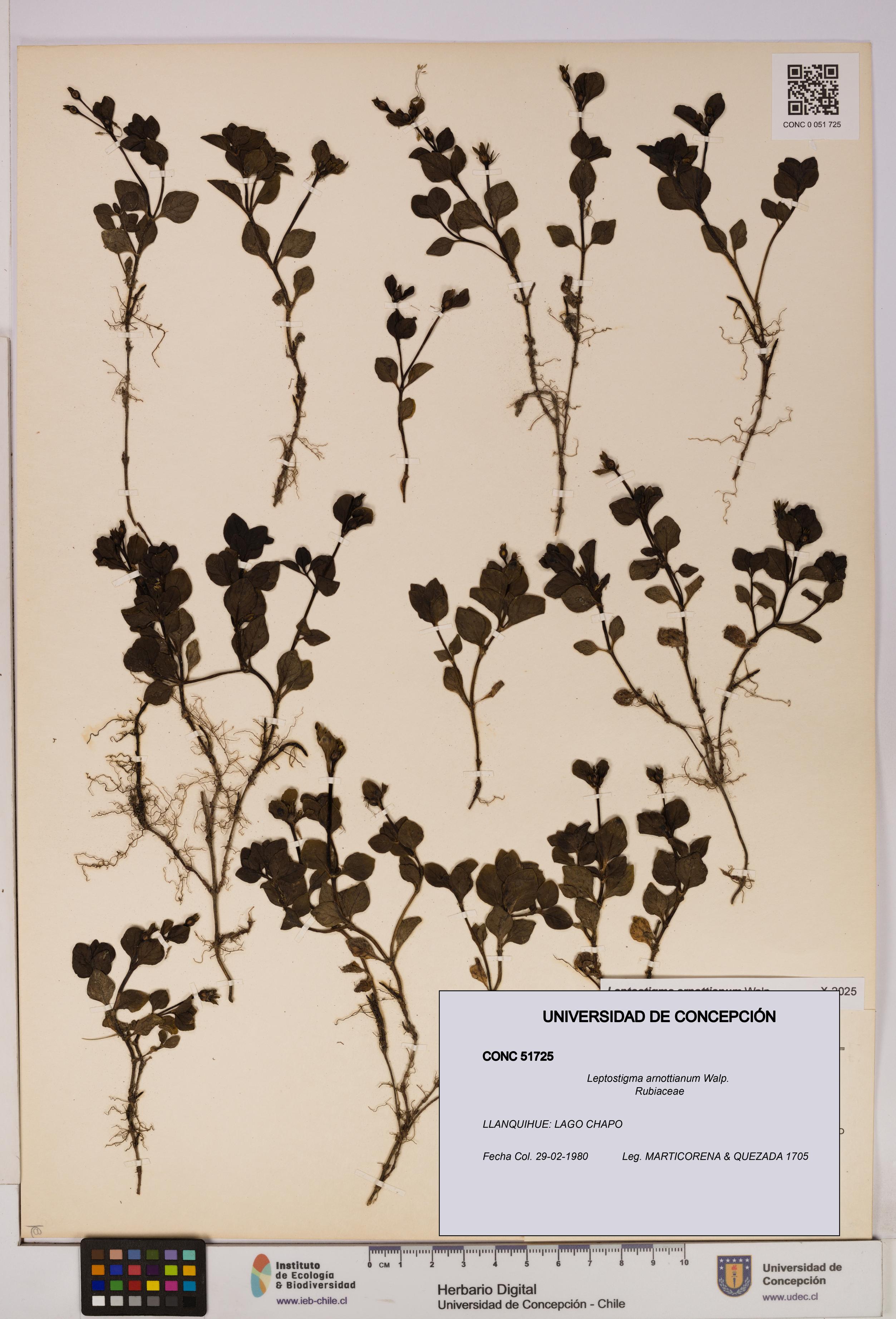 Leptostigma arnottianum [Espécimen: UDEC:CONC:0051725]