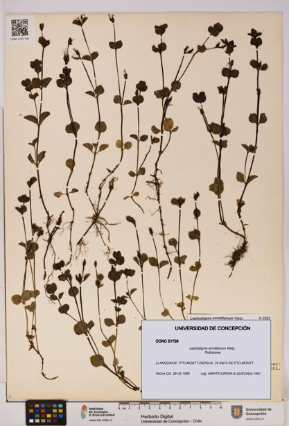 Leptostigma arnottianum [Espécimen: UDEC:CONC:0051726]