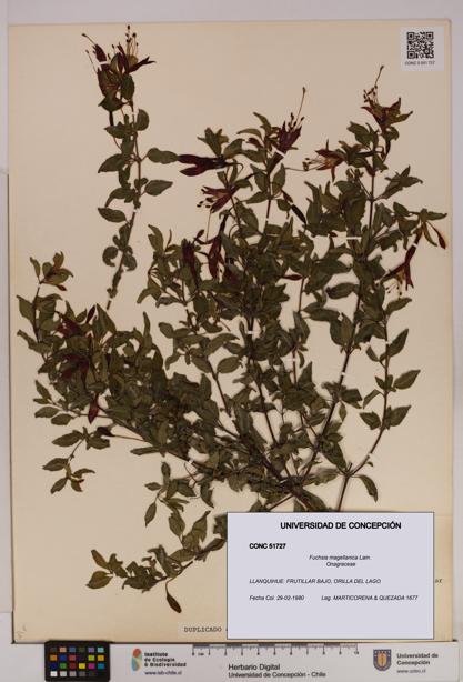 Fuchsia magellanica [Espécimen: UDEC:CONC:0051727]