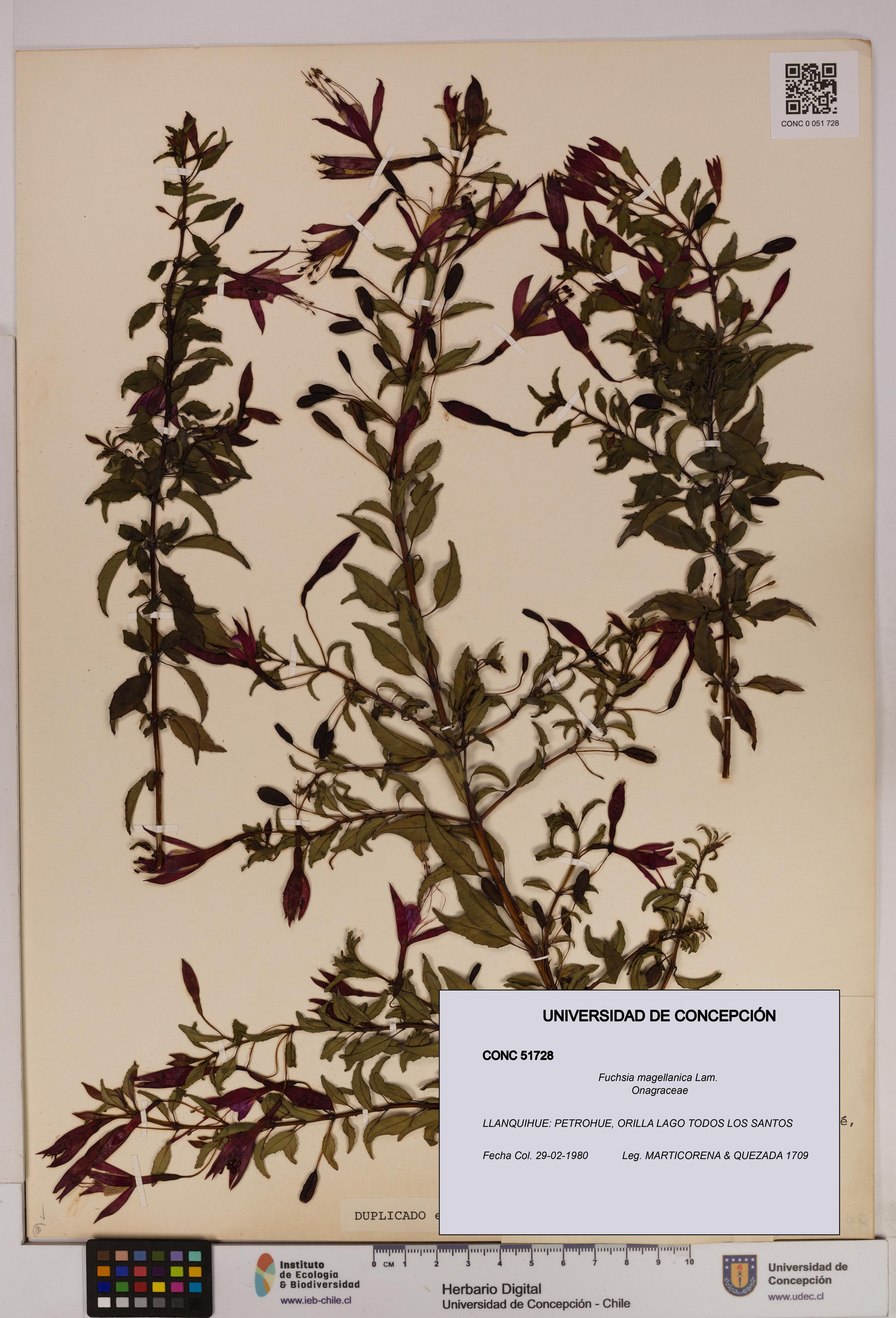 Fuchsia magellanica [Espécimen: UDEC:CONC:0051728]