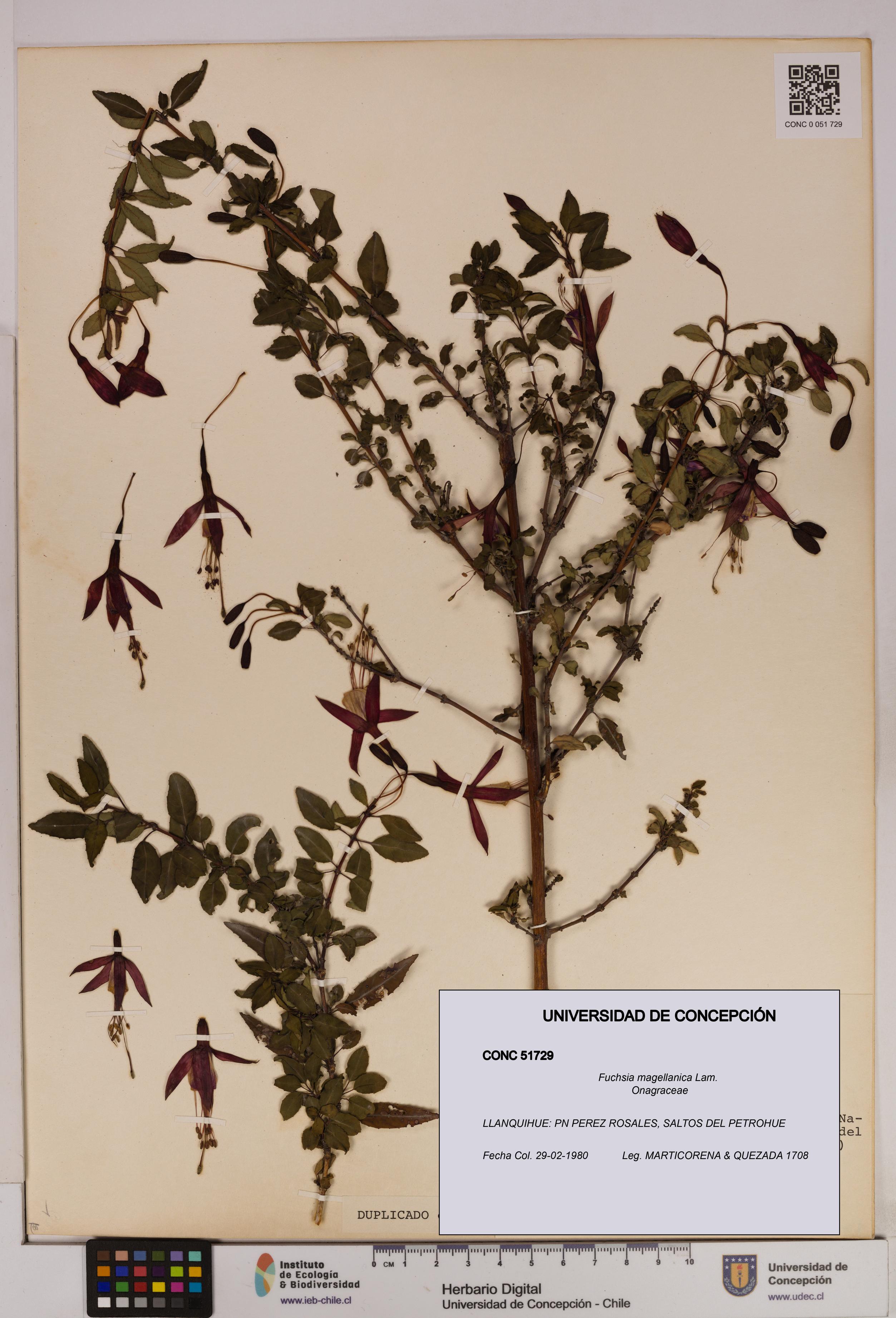 Fuchsia magellanica [Espécimen: UDEC:CONC:0051729]