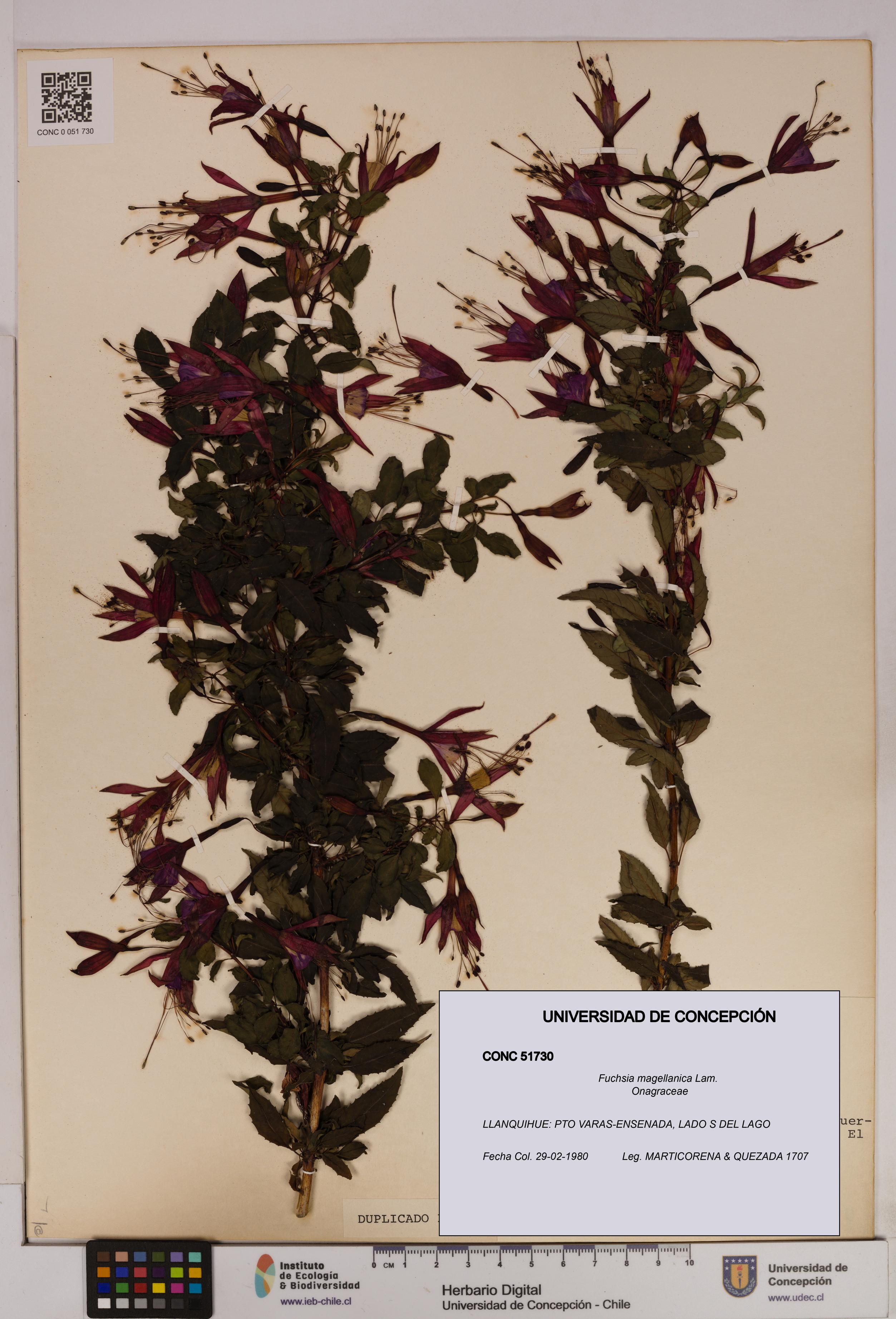 Fuchsia magellanica [Espécimen: UDEC:CONC:0051730]