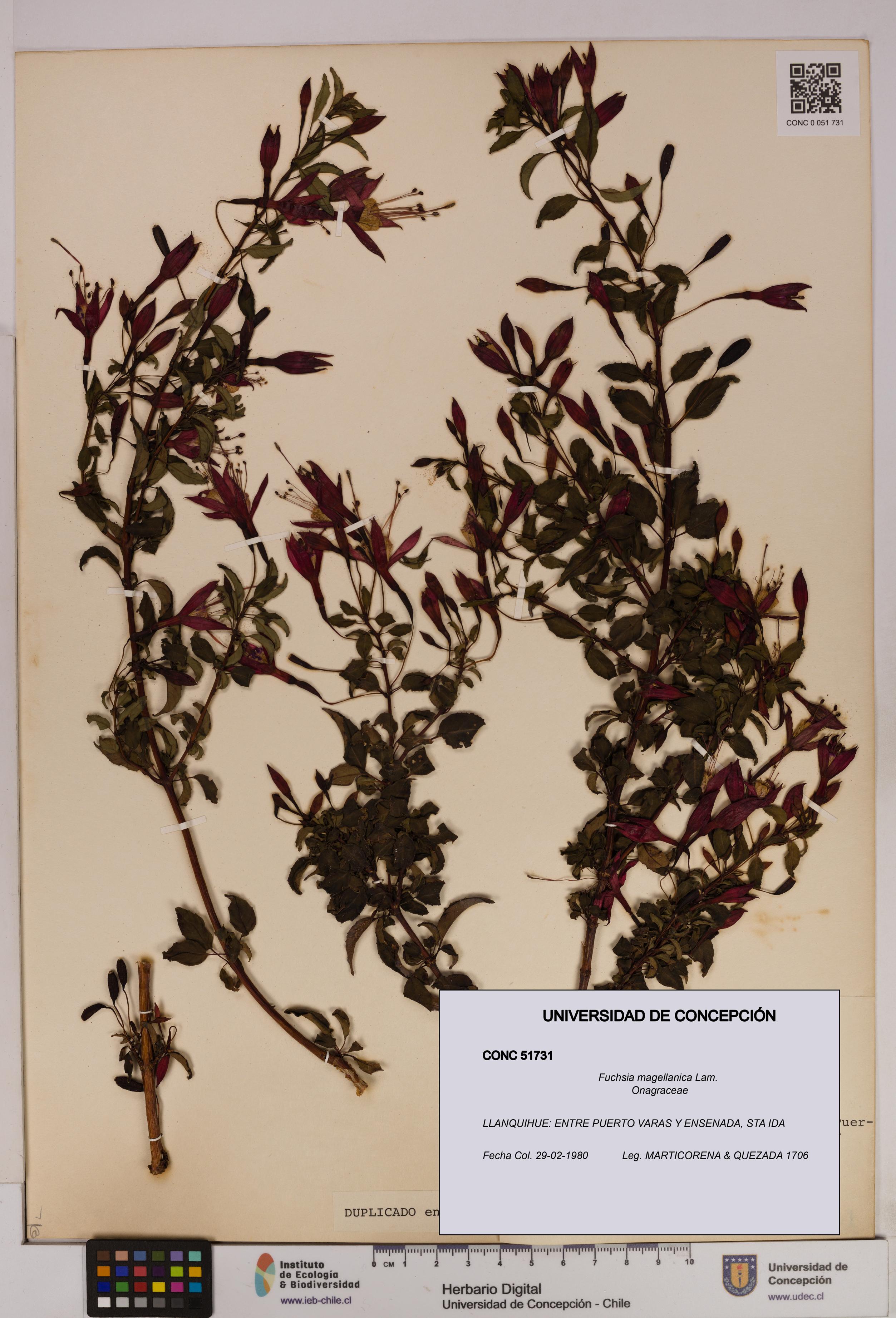 Fuchsia magellanica [Espécimen: UDEC:CONC:0051731]